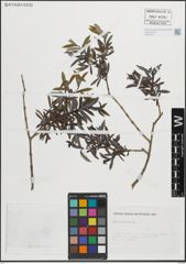 Foto von Salix purpurea L.